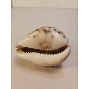 Seashell-VINTAGE TIGER COWRIE SHELL, CYPRAEA TIGRIS NATURAL SEA SHELL